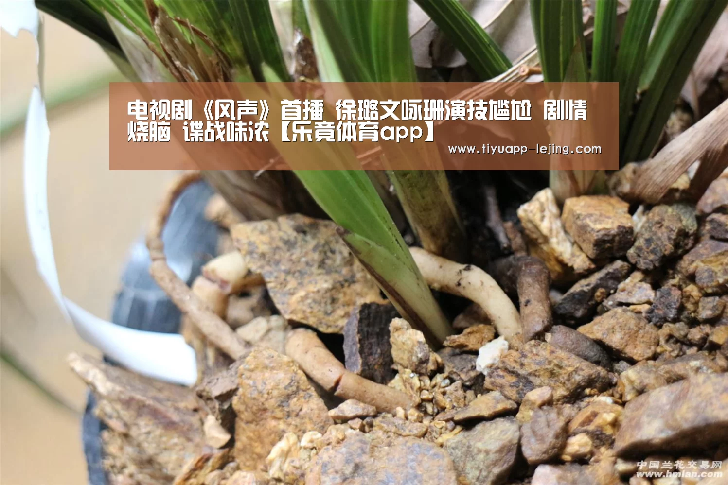 电视剧《风声》首播 徐璐文咏珊演技尴尬 剧情烧脑 谍战味浓【乐竟体育app】(图2) 乐竟体育app
